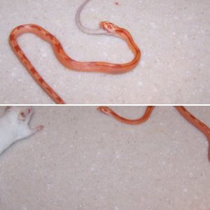 Corn snake