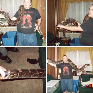 updated boa pics