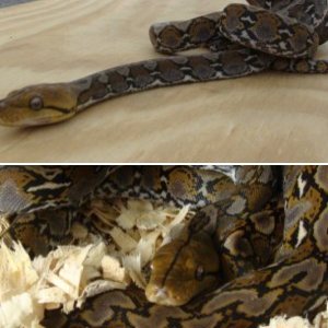 Selayar Retic Python