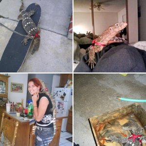 Lizards!!!