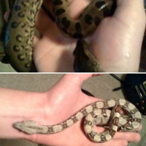 snakes