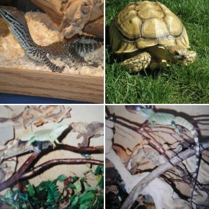 rare reptiles and not