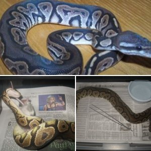 Ball pythons