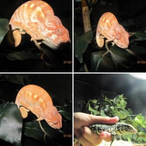 Reptiles