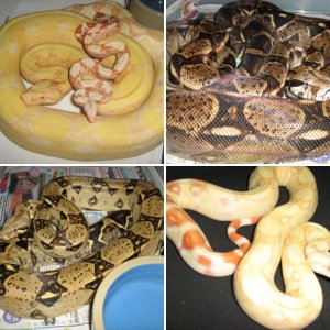 ALBINOS AND HET. ALBINOS