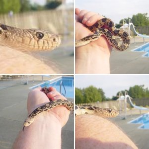 Pine Snake