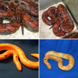 My snakes