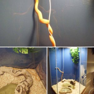 albino everglades rat snakes