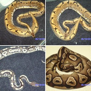 ball pythons