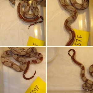 2010 Kahl Stripe Line babies