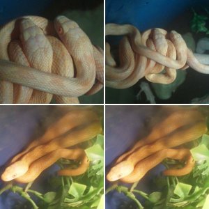 updated rat pix