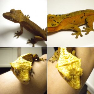 My Crested Gecko Collection