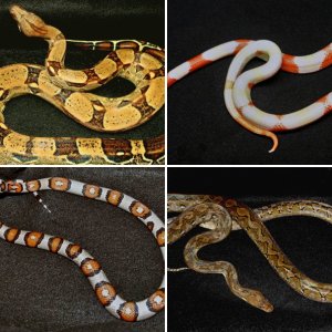 For Sale