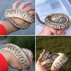 My python