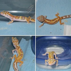 geckos for sale