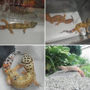 Leopard geckos