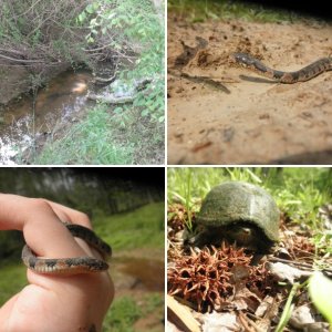 Herping