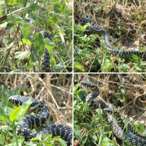 Green Whip Snake or Western Whip Snake - Hierophis viridiflavus