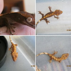 Crested Geckos