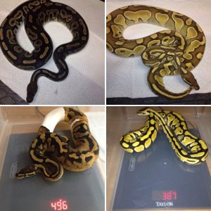 ball pythons for sale