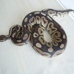 BP males