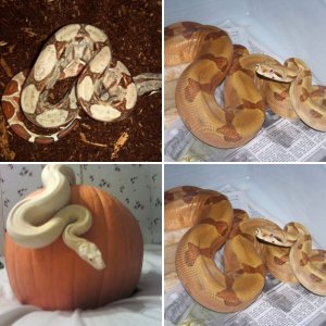 100% Het Sunglow, Possible Het Moonglow Boas
