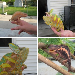 chameleons