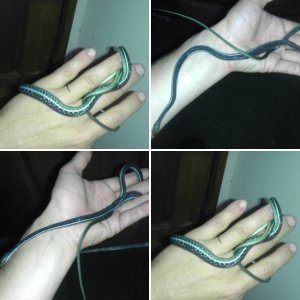 bluestriped ribbons