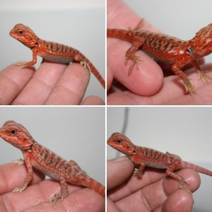RealRed