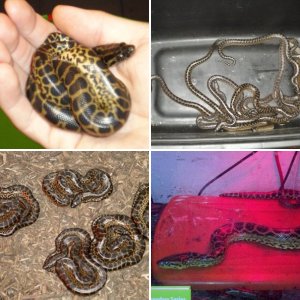 2011 Yellow Anacondas