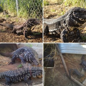Tegus