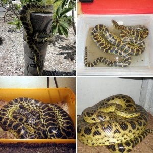 Yellow Anacondas