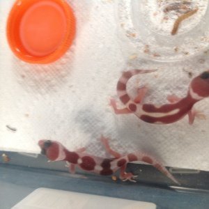 Leopard Gecko's