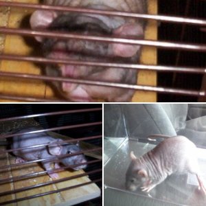 My rats