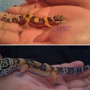 My little family