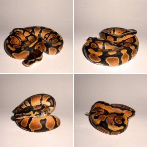 MnM-Dreams Ball Pythons