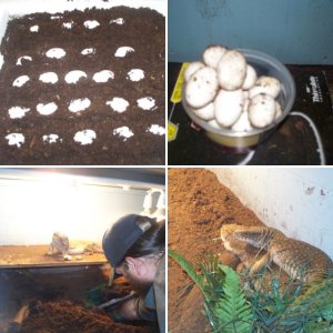 Savannah monitor EGGS