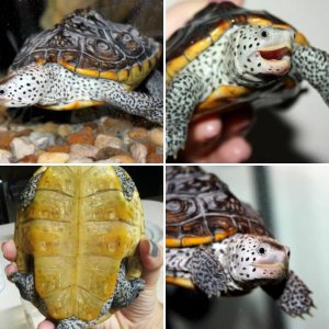 Texan Diamondback Terrapin MALE/ADULT