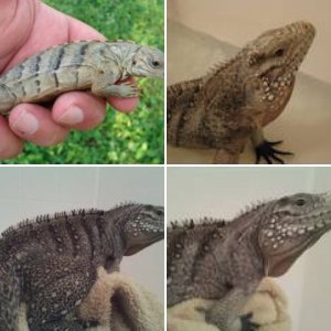 Doogan... Cuban/Lewisi Hybrid