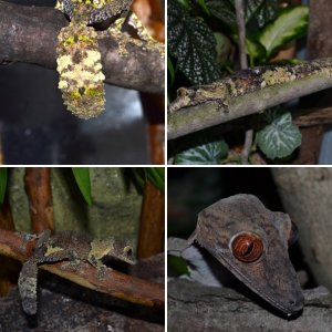 Uroplatus Specialties