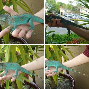 Axanthic Blue Iguana (Iguana Iguana Axanthic)