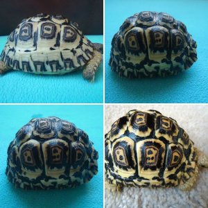 South   African Giant Leopard Tortoises ( Geochelone Pardalis pardalis)