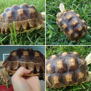 African  sulcata tortoise (Geochelone sulcata)