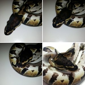 Import female