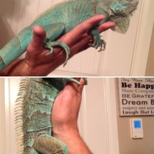 Dan's axanthic blue iguanas