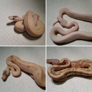 Ball pythons