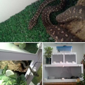 diamond python