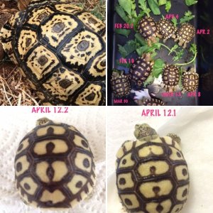Leopracata Hatchlings