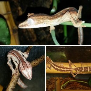 Lineatus