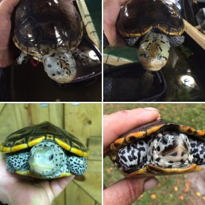 My Diamondback terrapins